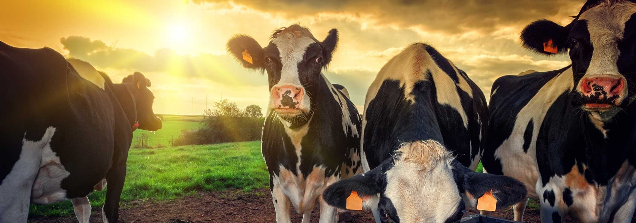 Close-up of four cows in a green field during a sunset.